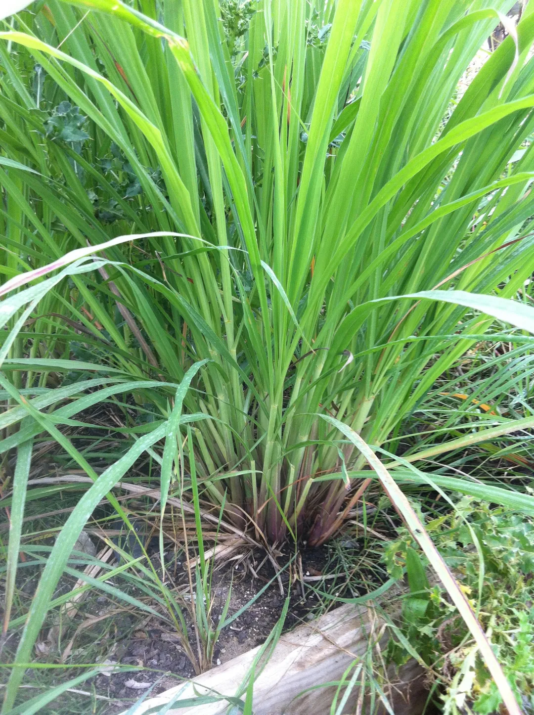 Cordial (Syrup) - Lemongrass