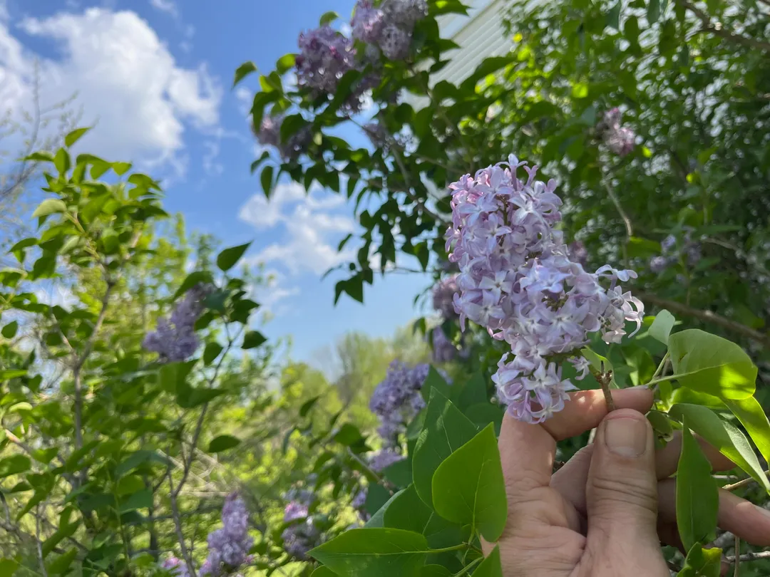 Cordial (Syrup) - Lilac