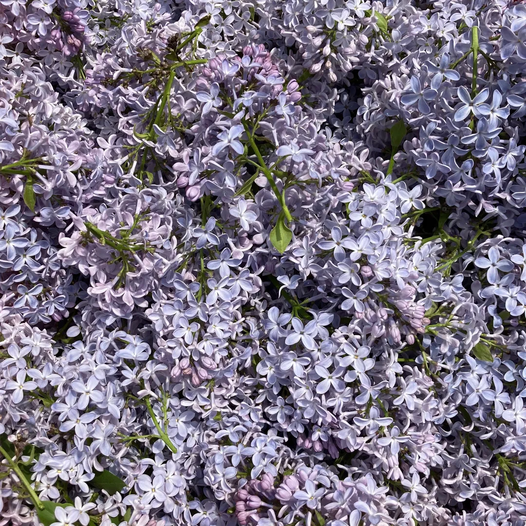 Cordial (Syrup) - Lilac
