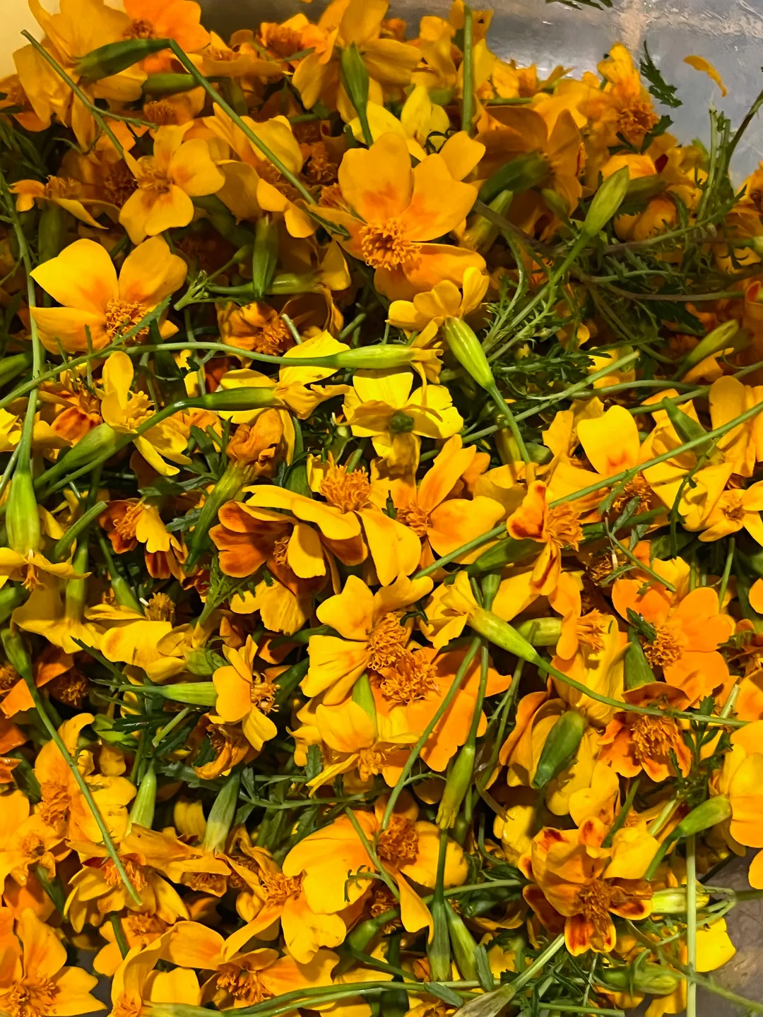 Cordial (Syrup) - Marigold