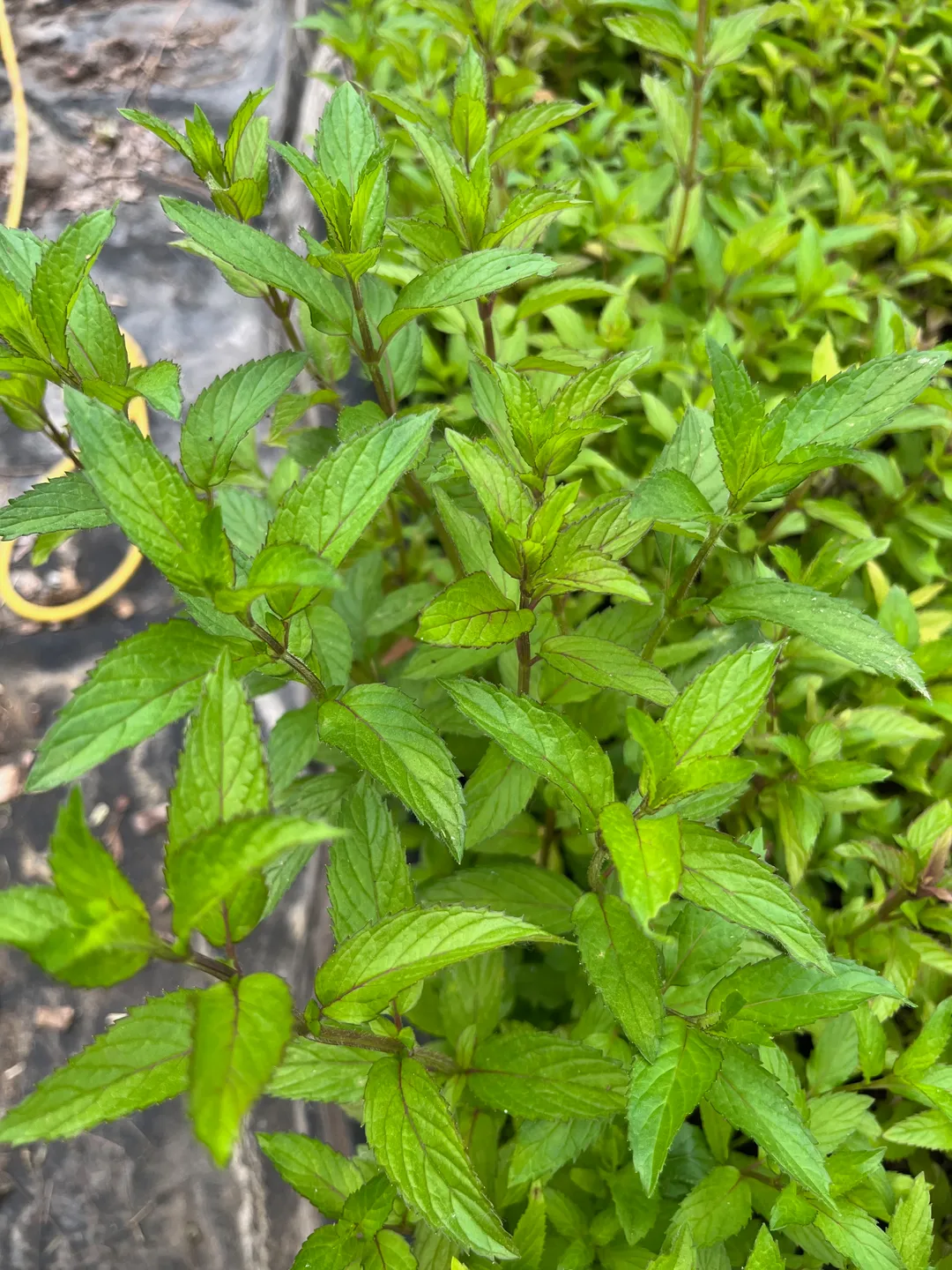 Cordial (Syrup) - Peppermint