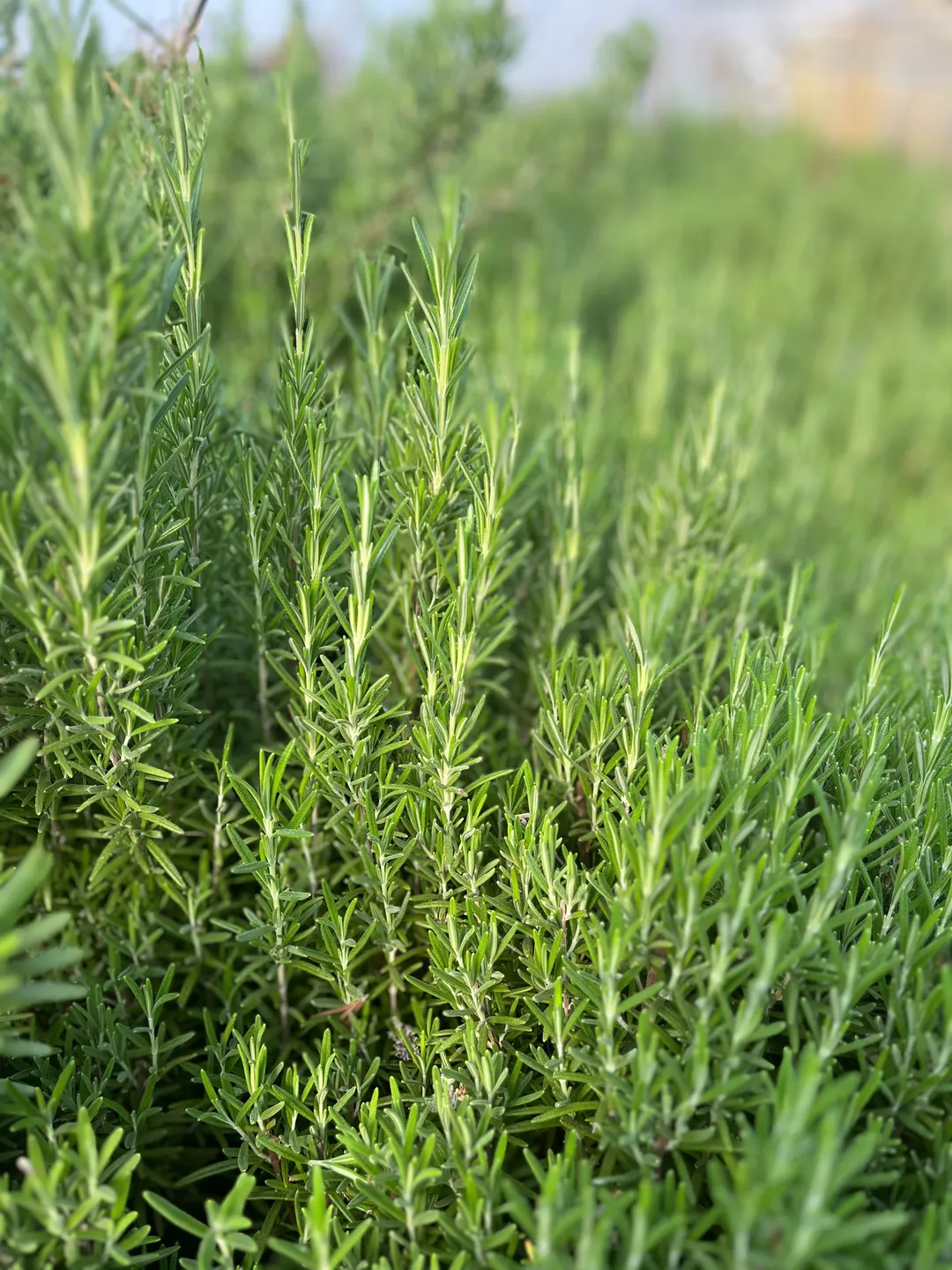 Cordial (Syrup) - Rosemary