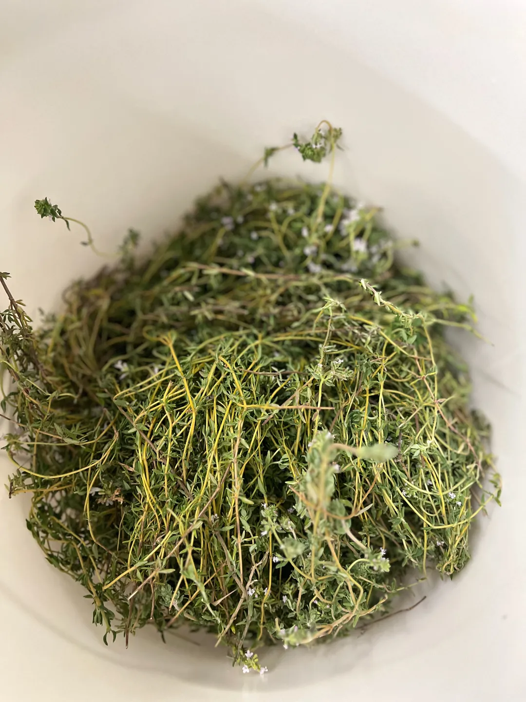 Cordial (Syrup) - Thyme