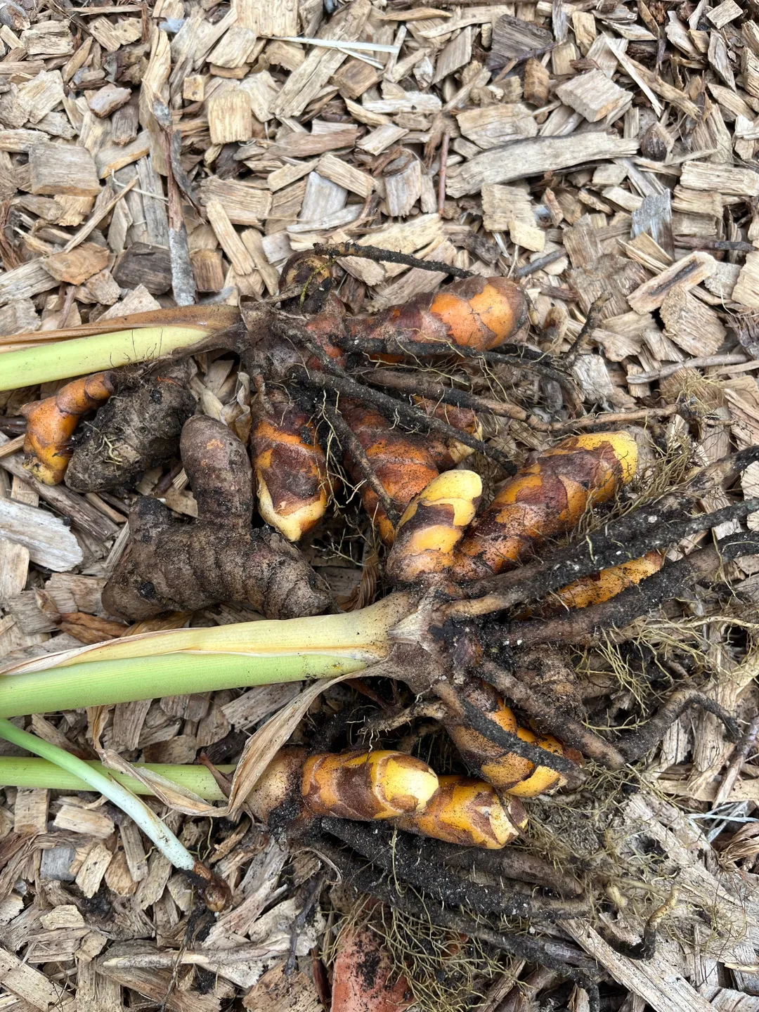 Cordial (Syrup) - Turmeric