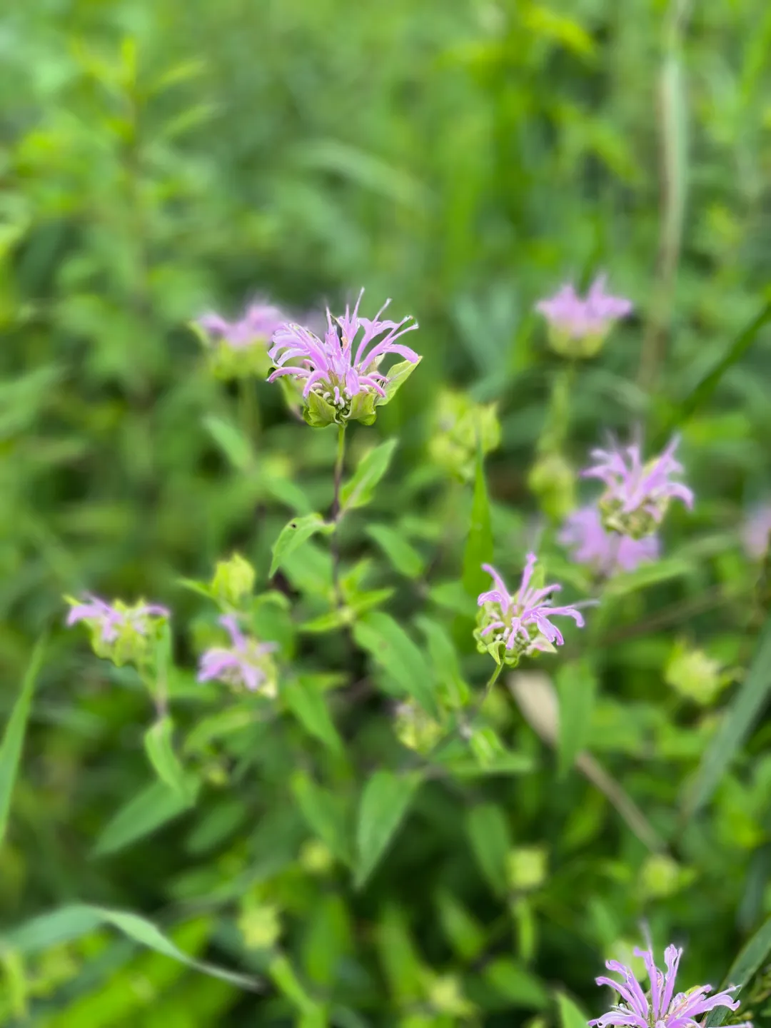 Cordial (Syrup) - Wild Bergamot