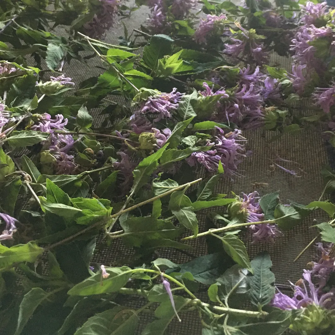 Cordial (Syrup) - Wild Bergamot