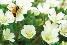 16oz Meadowfoam Honey
