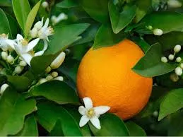 16oz Orange Blossom Honey