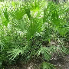 16oz Palmetto Honey