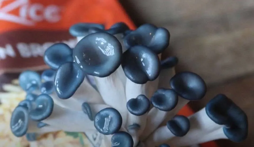 Blue Oyster Edible Mushroom Growing Kit - Gourmet Gift