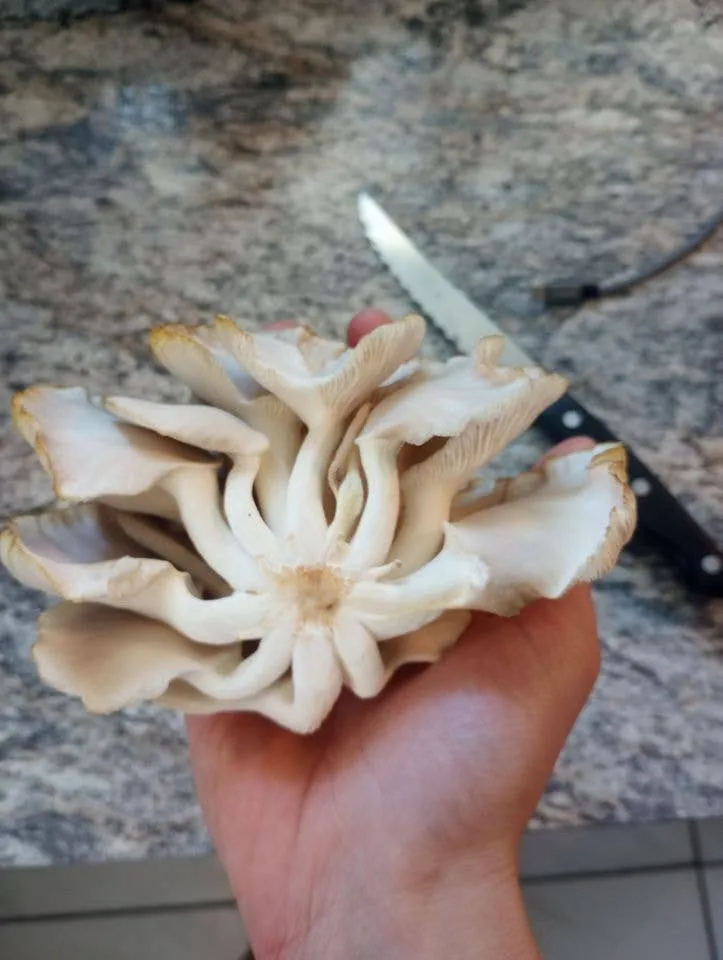 Blue Oyster  Mushroom Growing Kit - Chefs love these!
