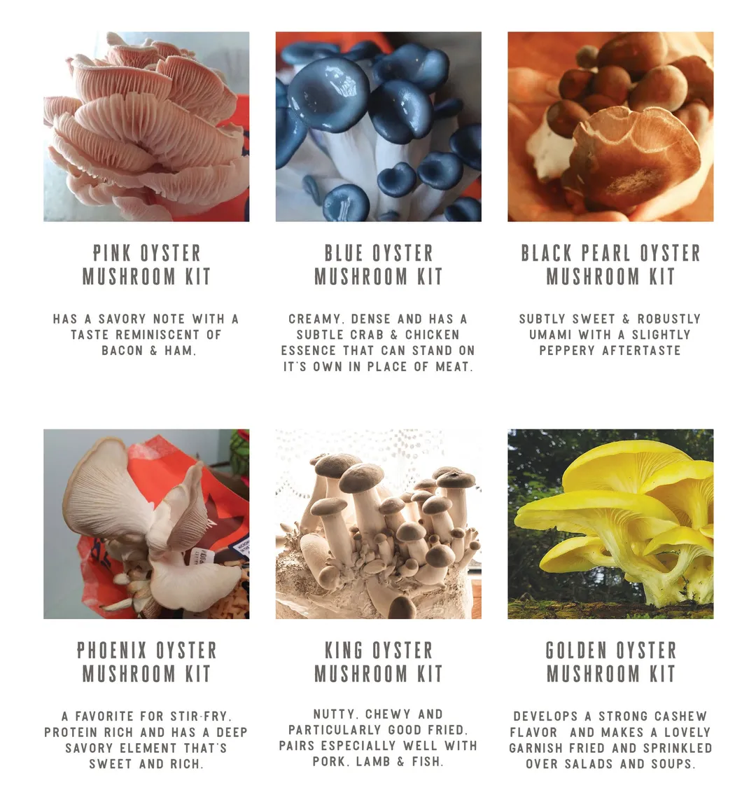 King Oyster Gourmet Mushroom Growing Kit: DIY Feast!