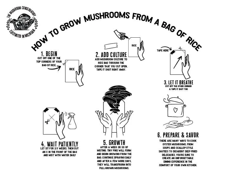 King Oyster Gourmet Mushroom Growing Kit: DIY Feast!