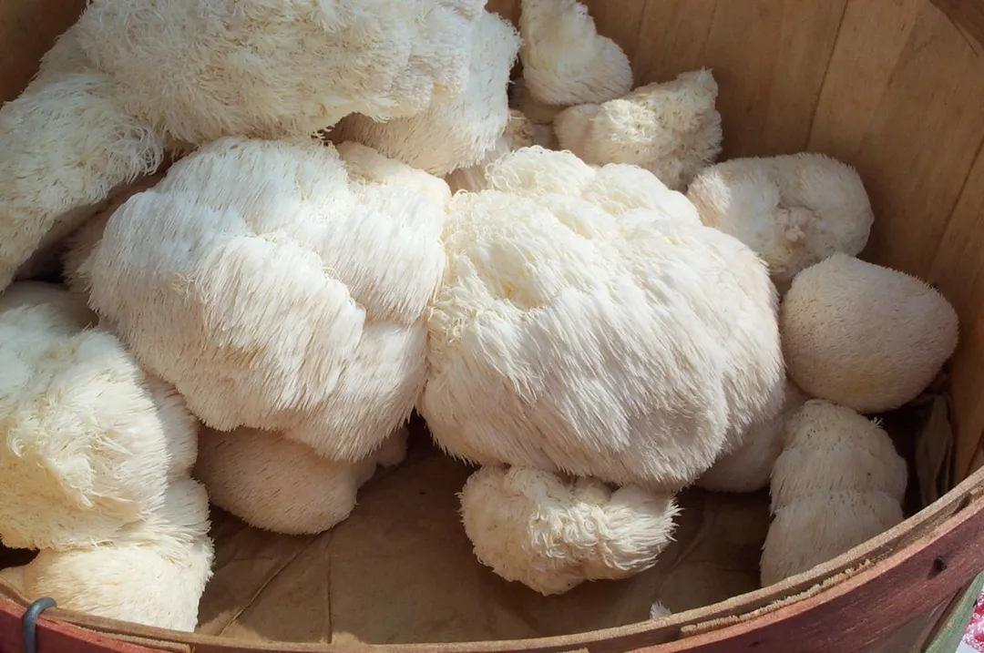 Lions' Mane Mushroom Growing Kit! Start a mushroom garden!