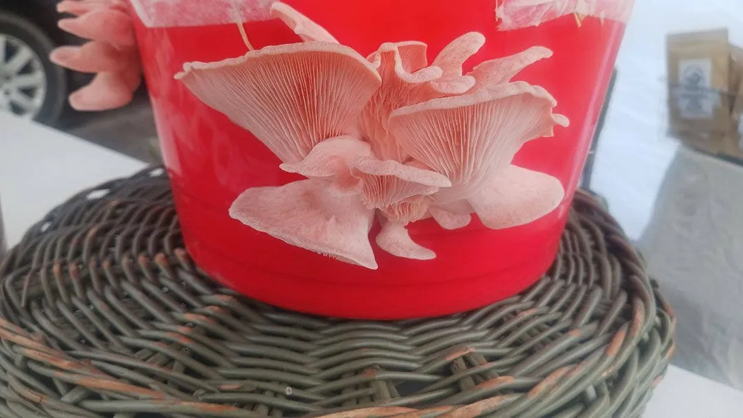 Pink Oyster Mushroom Growing Kit!