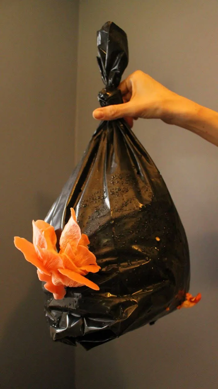 Pink Oyster Mushroom Growing Kit!
