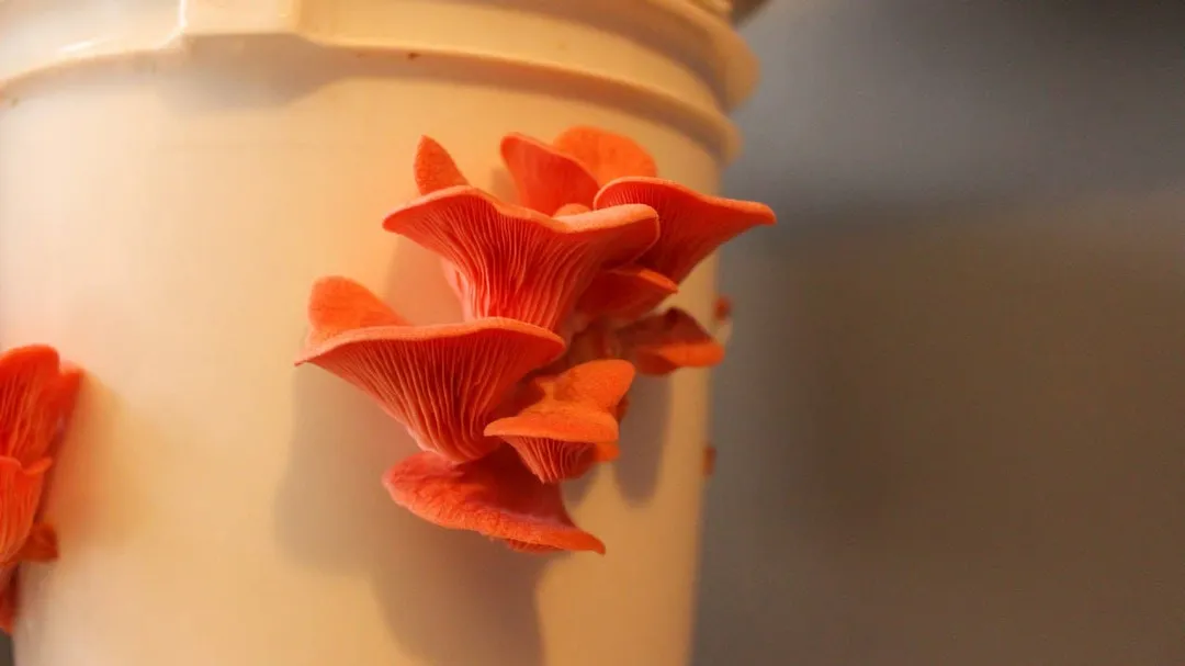 Pink Oyster Mushroom Growing Kit!