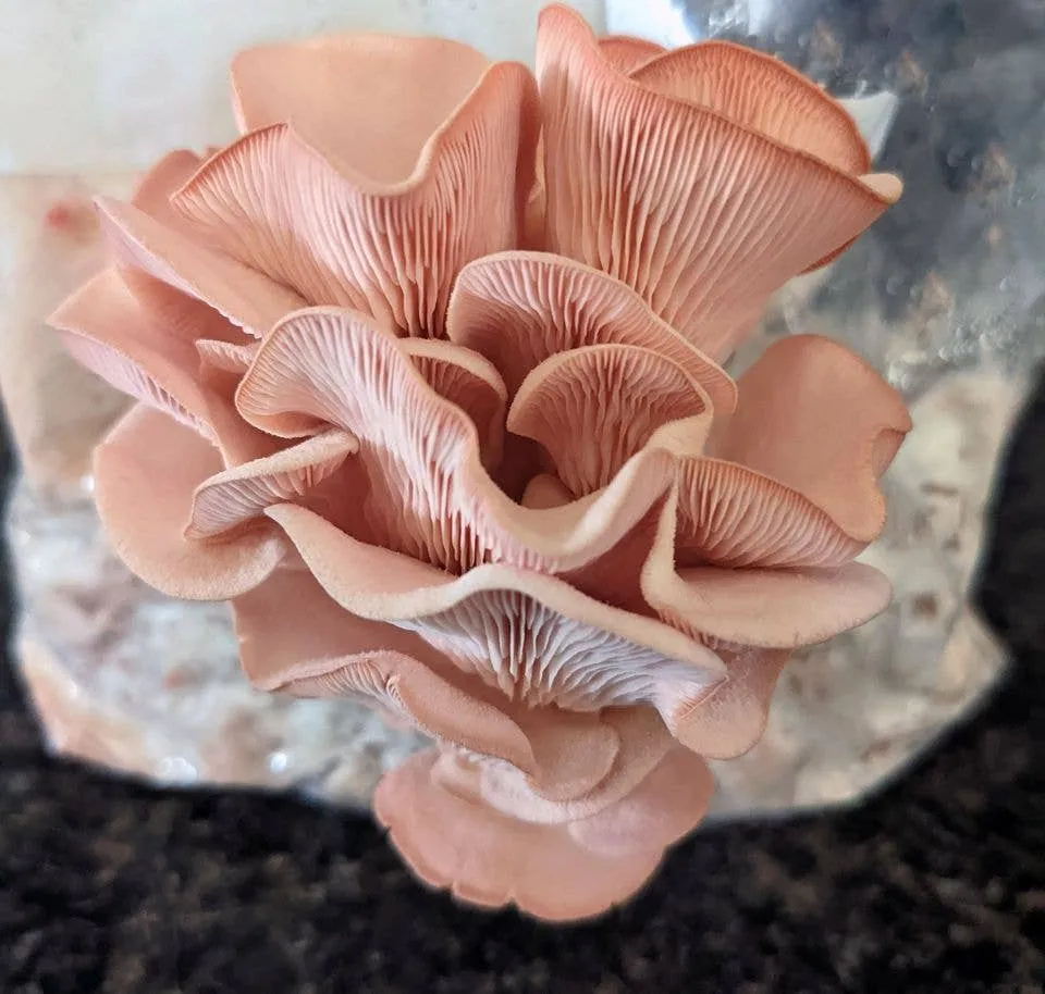 Pink Oyster Mushroom Growing Kit!