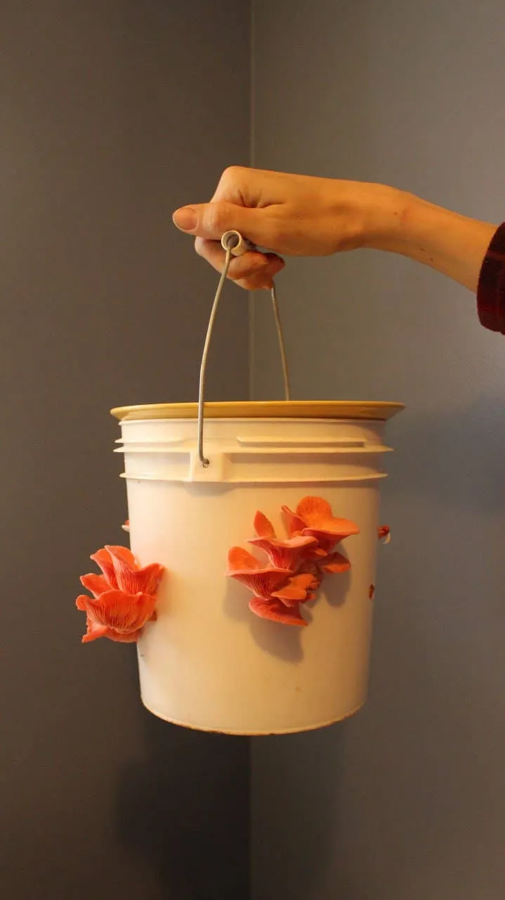 Pink Oyster Mushroom Growing Kit!