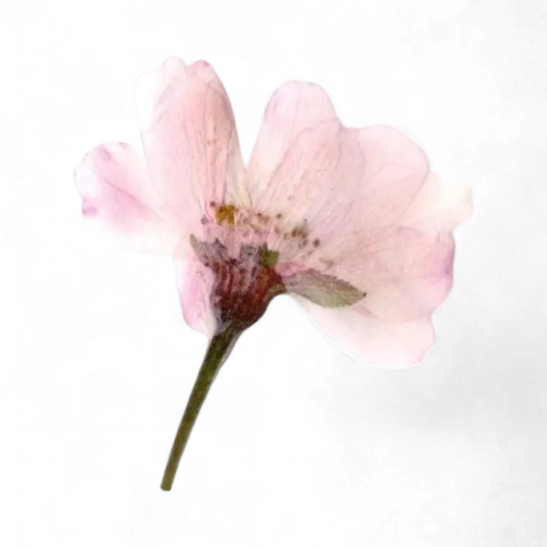 Dried Edible Sakura Blossoms (50 Blossoms), 0.049oz