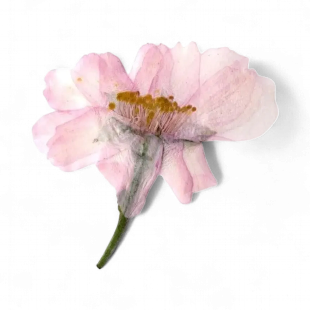 Dried Edible Sakura Blossoms (50 Blossoms), 0.049oz
