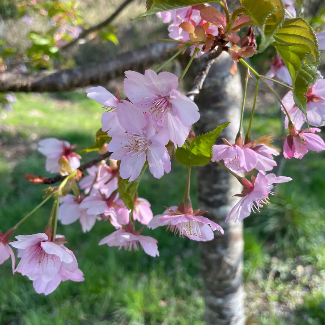 Dried Edible Sakura Blossoms (50 Blossoms), 0.049oz