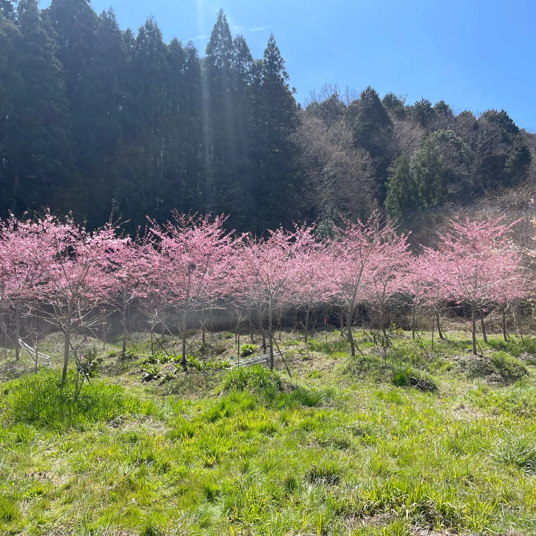 Dried Edible Sakura Blossoms (50 Blossoms), 0.049oz