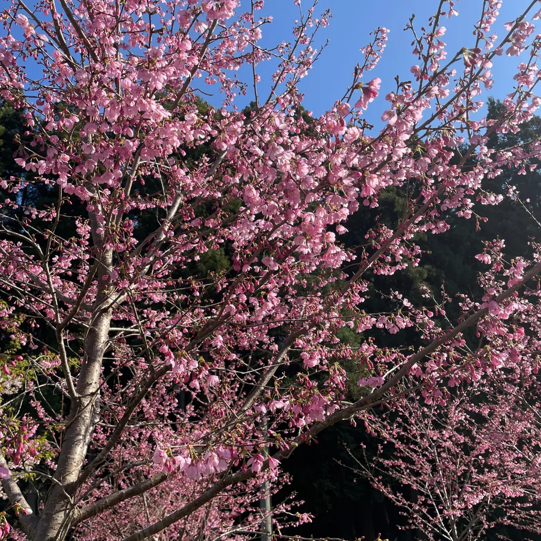 Dried Edible Sakura Blossoms (50 Blossoms), 0.049oz