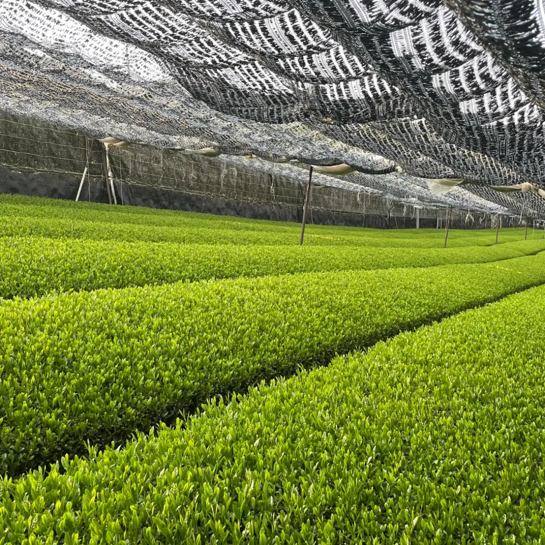 Organic Rosemary & Brown Rice (Genmaicha) Tea (0.84oz)