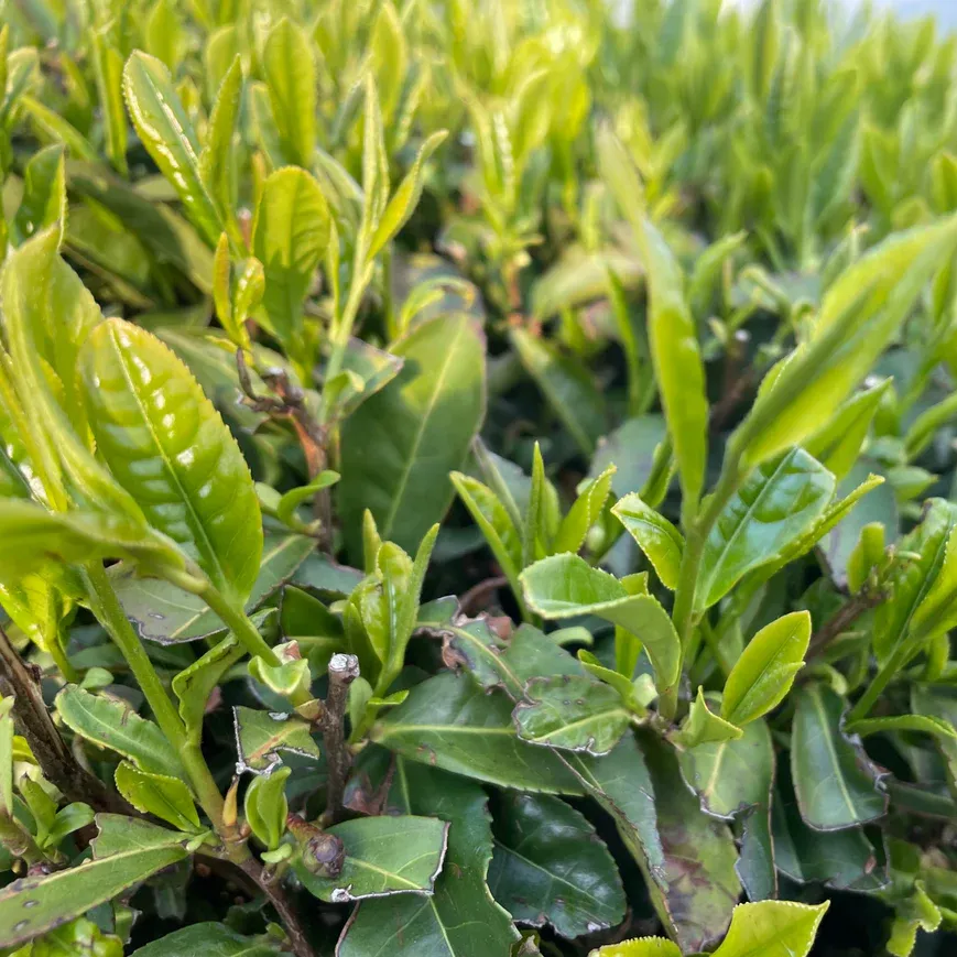 Organic Rosemary & Brown Rice (Genmaicha) Tea (0.84oz)