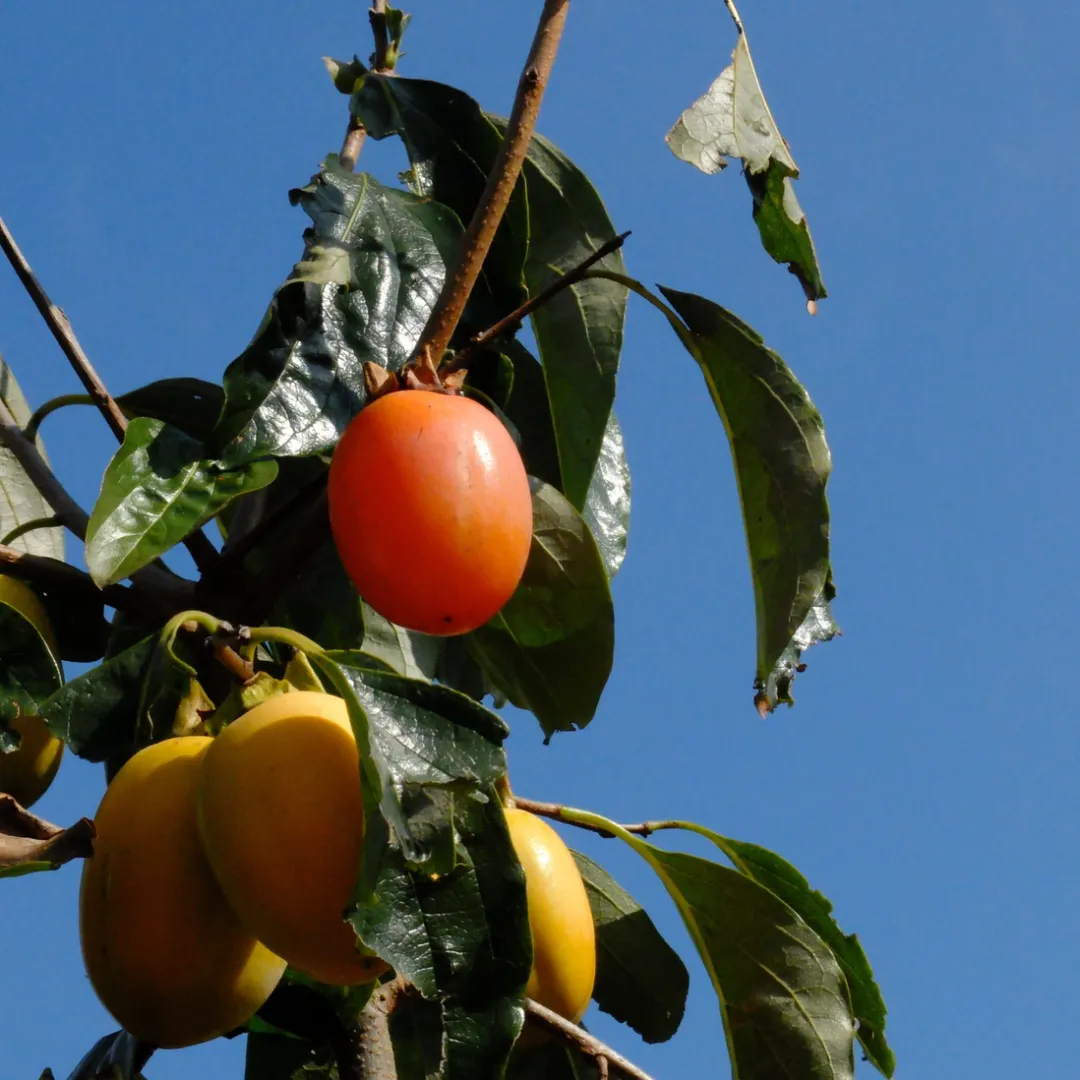 Saijo Persimmon Vinegar (6.66 floz)