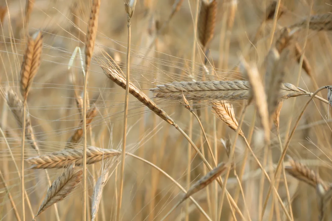 Einkorn Flour, Certified Organic and Regenerative Organic Certified