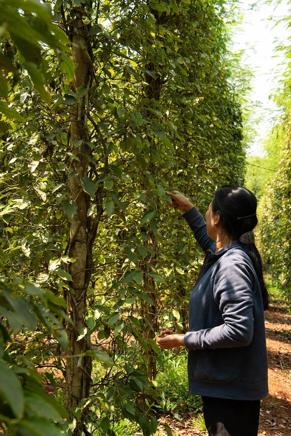 Bazan Pepper - Single-Origin Vietnamese Black Peppercorns