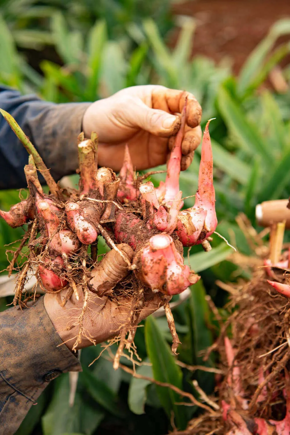 Crimson Galangal Dried Herb - Single-Origin