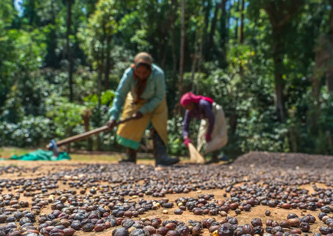 Chicory Chic — South Indian Dark Roast with Chicory | Traditional Filter Coffee Blend