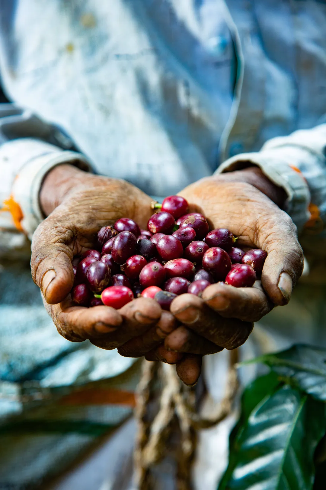 Monkey Business — Single Estate Washed Arabica | South Indian Specialty Coffee