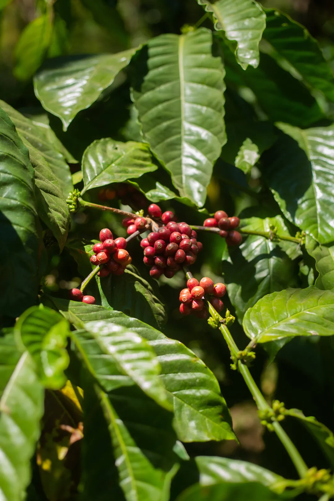 Monkey Business — Single Estate Washed Arabica | South Indian Specialty Coffee