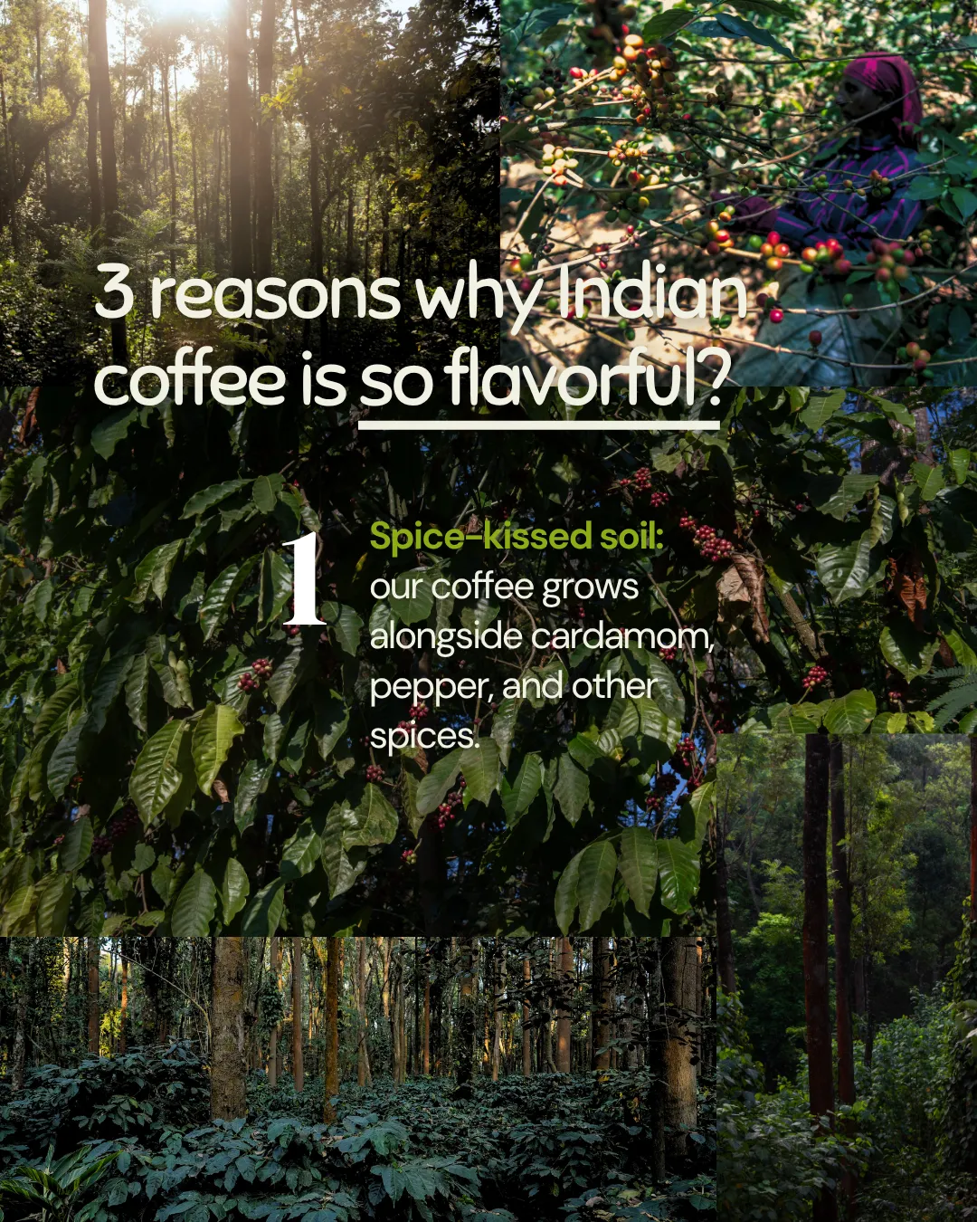 Monkey Business — Single Estate Washed Arabica | South Indian Specialty Coffee
