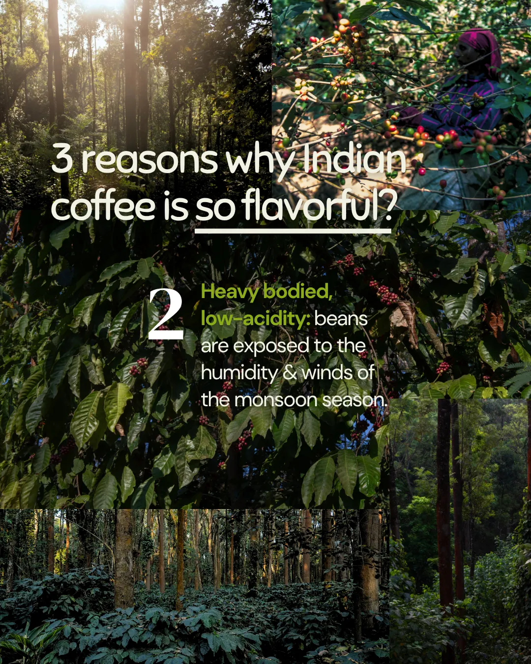 Monkey Business — Single Estate Washed Arabica | South Indian Specialty Coffee