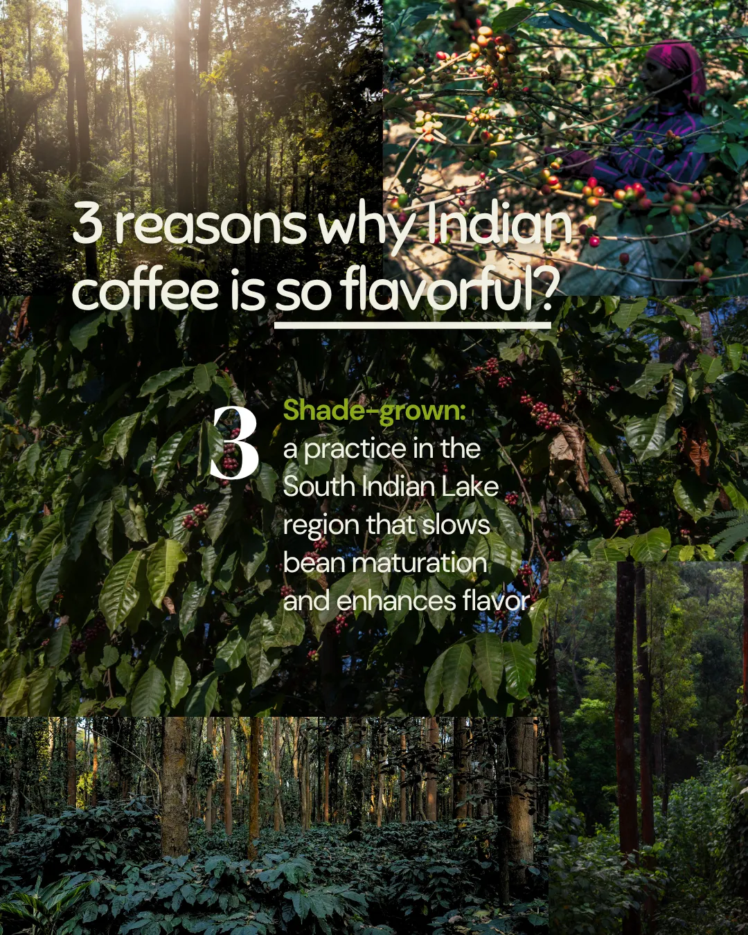 Monkey Business — Single Estate Washed Arabica | South Indian Specialty Coffee