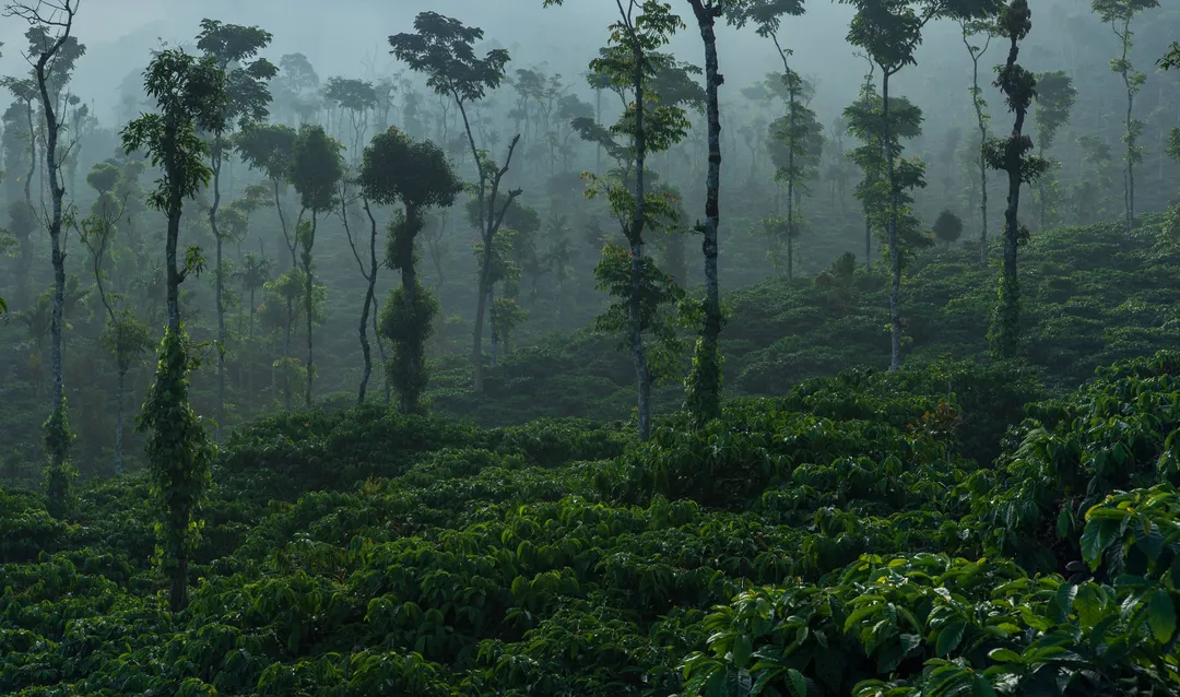 Renaissance — 100% Specialty Robusta | South Indian Dark Roast | Western Ghats Single Origin