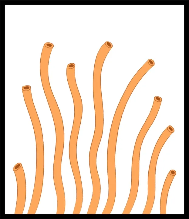 Bucatini