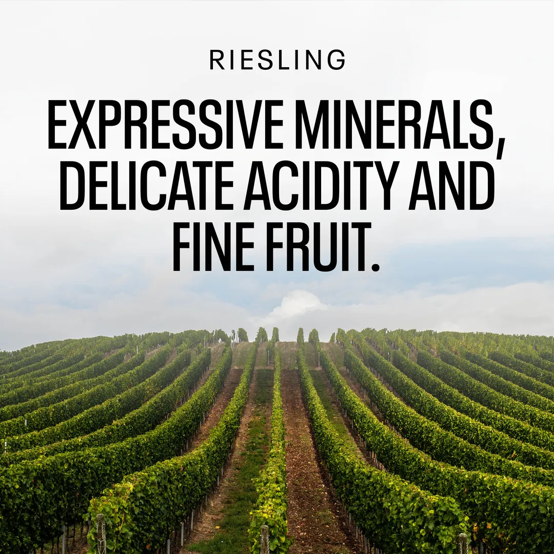 Kolonne Null Riesling, Non-Alcoholic White Wine | Expressive Minerals, Delicate Acidity, Fine Fruit | Dealcoholized with Grapes from Germany 25.4 fl oz (<0.5% ABV, 750ml)
