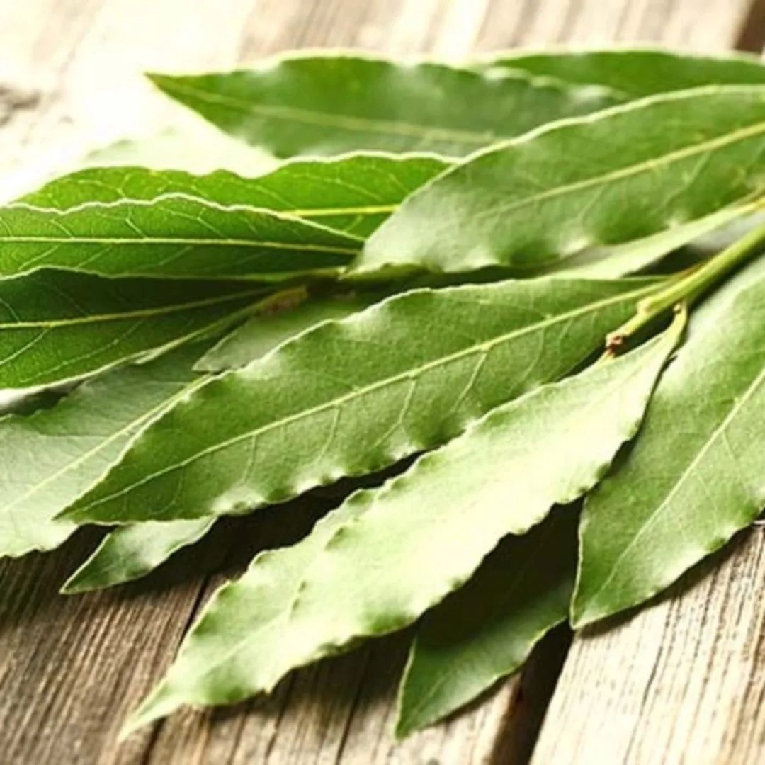 Organic Sicilian Bay Leaves by Agricola Filippone