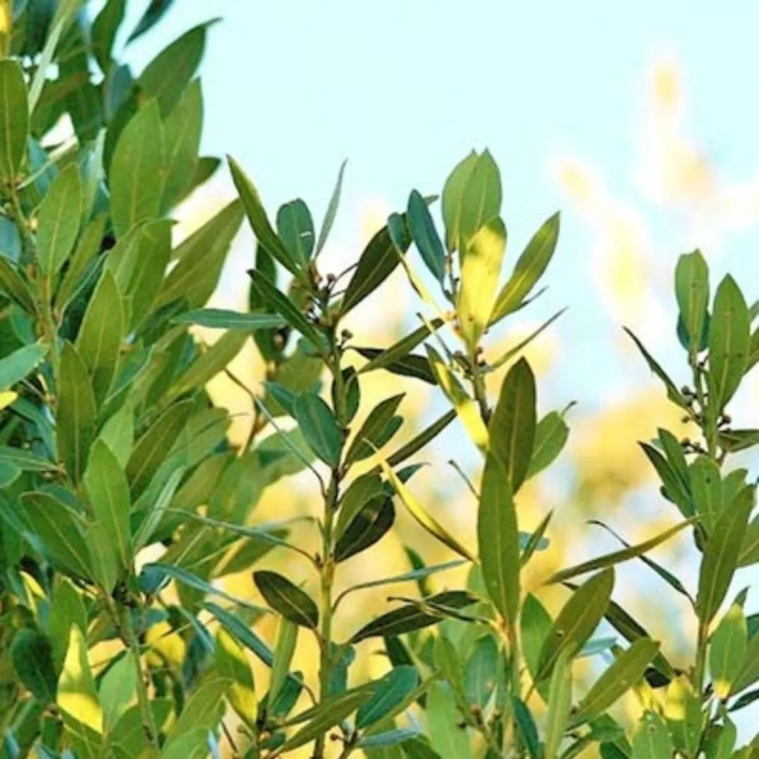 Organic Sicilian Bay Leaves by Agricola Filippone