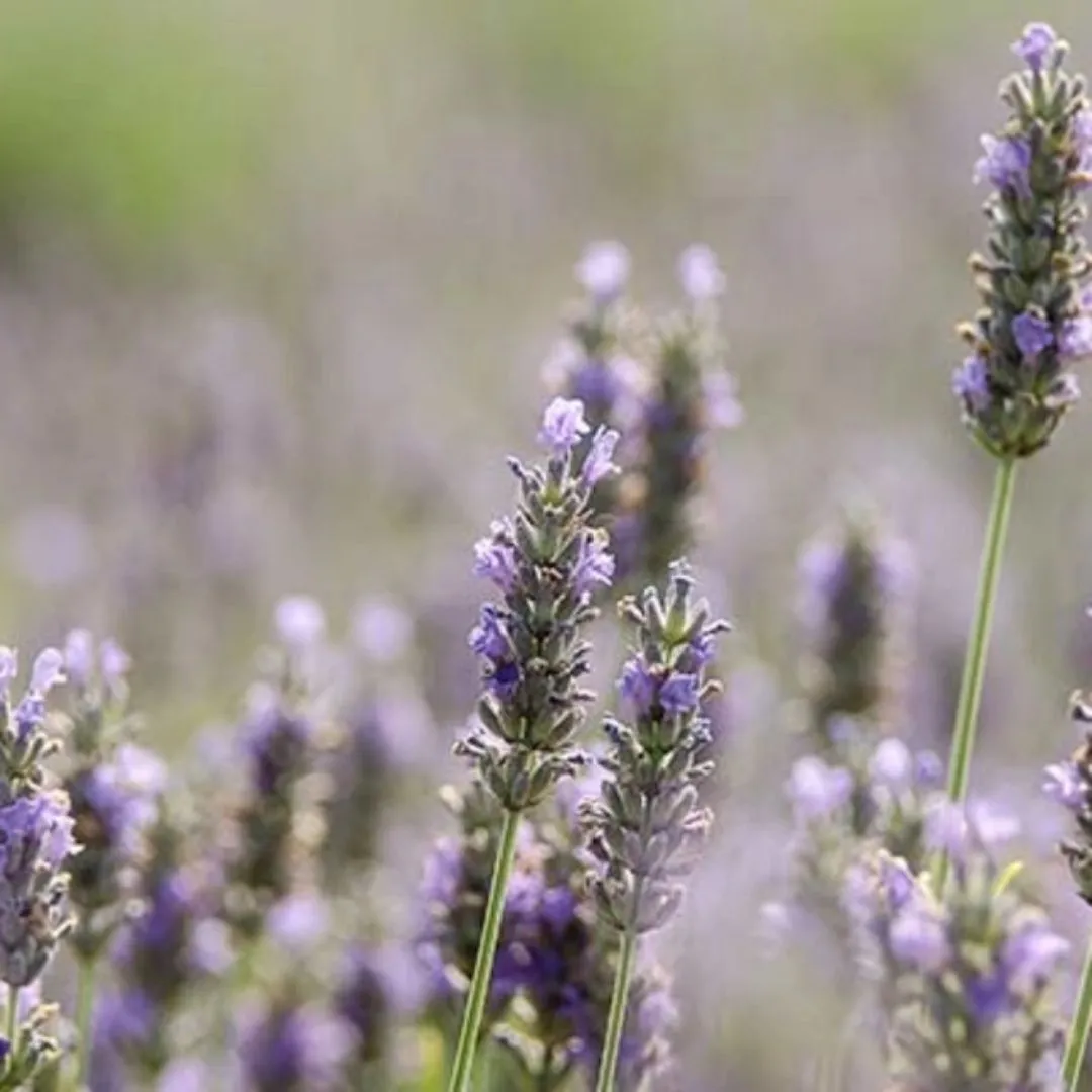 Organic Sicilian Lavender by Agricola Filippone