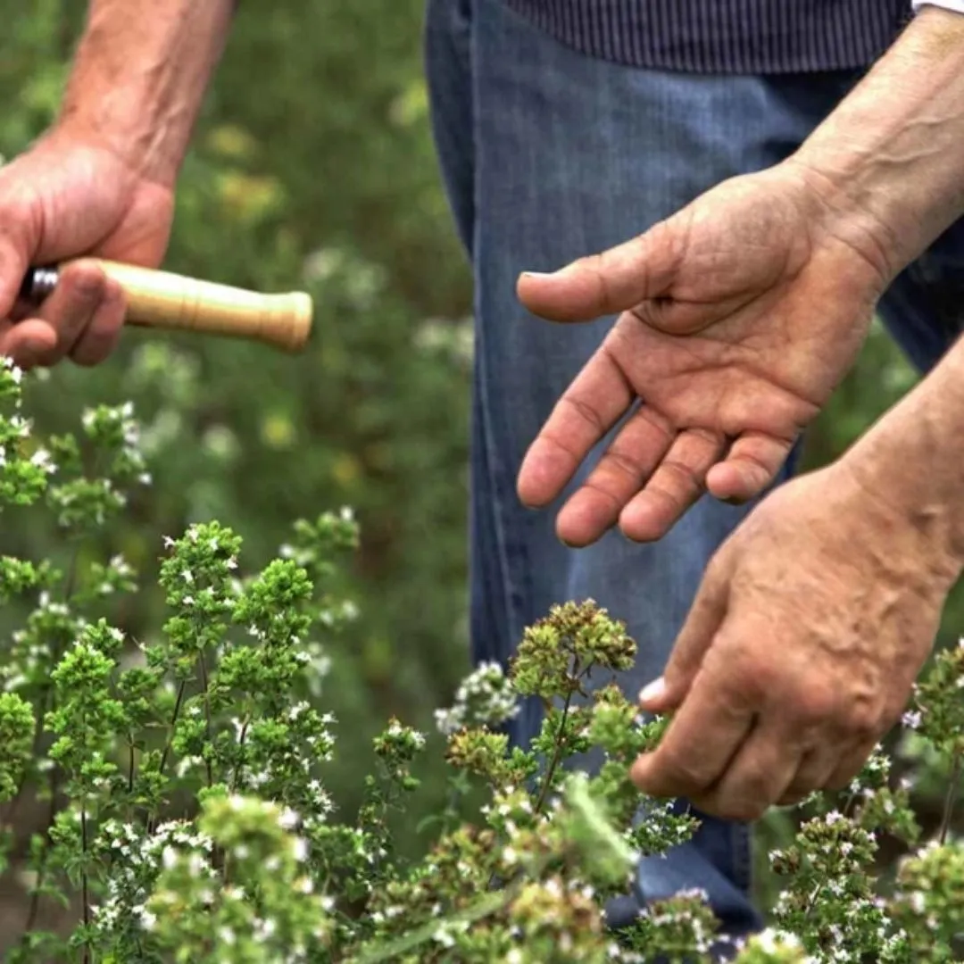 Organic Sicilian Oregano by Agricola Filippone