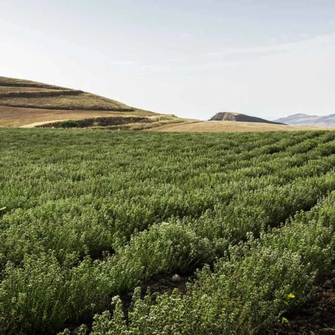 Organic Sicilian Oregano by Agricola Filippone