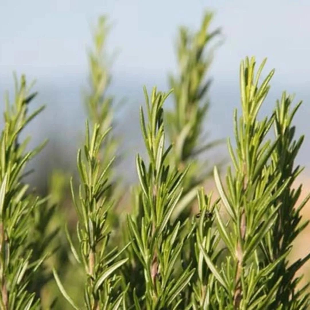 Organic Sicilian Rosemary by Agricola Filippone
