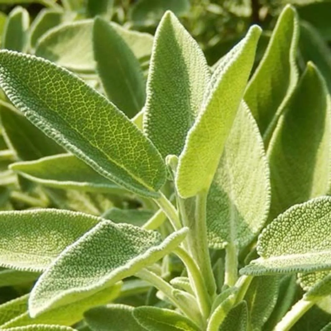 Organic Sicilian Sage by Agricola Filippone